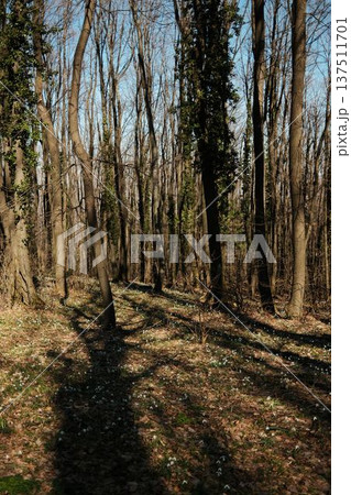 Sunlit forest slope in Fruska Gora, Serbia during early spring. Snowdrops scatter across dry leaves beneath tall trees, highlighting seasonal renewal and eco tourism appeal. Sunlit forest slope in Fruska Gora, Serbia during early spring. Snowdrops scatter across dry leaves beneath tall trees, highlighting seasonal renewal and eco tourism appeal. 137511701