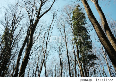 Tall leafless trees reaching toward a clear blue sky in Fruska Gora, Serbia. Early spring forest scene emphasizing height, perspective, and natural resilience 137511722