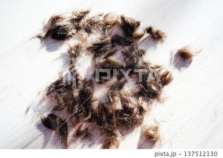 Cut hair background. Clippings human hair or animal fur. Brown hair with gray streaks clippings Cut hair background. Clippings human hair or animal fur. Brown hair with gray streaks clippings 137512130