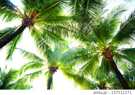 Sunlight shines  tropical palm trees on sunset sky background. Tall palm trees stretch towards sky  137512171