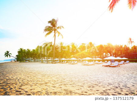 Tropical sand beach with palm trees on bright blue sky. Visitors relaxing on lounge chairs at sea Tropical sand beach with palm trees on bright blue sky. Visitors relaxing on lounge chairs at sea 137512179