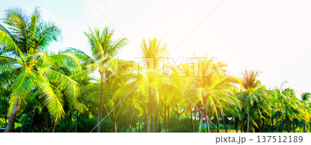 Palm trees banner background, space for text. Sunlight shines through tropical palm trees 137512189