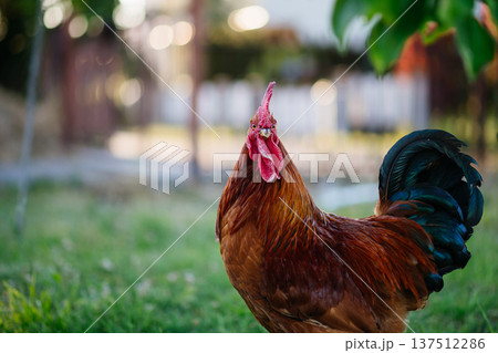 Rooster foraging on green grass in backyard. 137512286