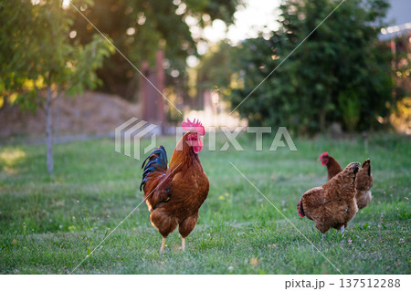 Free range rooster and hens grazing on fresh grass in garden. Free range rooster and hens grazing on fresh grass in garden. 137512288