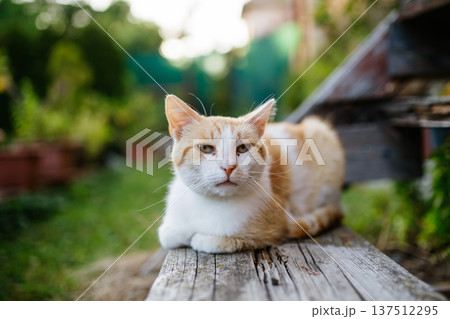 House cat lounging peacefully in backyard garden. House cat lounging peacefully in backyard garden. 137512295