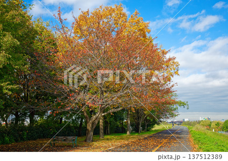 桜並木の紅葉 足立区立宮城ゆうゆう公園 桜並木の紅葉 足立区立宮城ゆうゆう公園 137512389