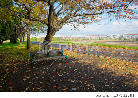 並木の落ち葉と紅葉 足立区立宮城ゆうゆう公園 並木の落ち葉と紅葉 足立区立宮城ゆうゆう公園 137512391