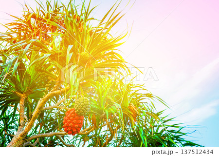 Pandanus tree on blue sky. Pandanus fruit on tropical tree on blue sky background. Tropical fruit Pandanus tree on blue sky. Pandanus fruit on tropical tree on blue sky background. Tropical fruit 137512434