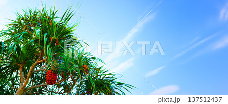 Pandanus tree on blue sky. Pandanus fruit on tropical tree on blue sky background. Tropical fruit  137512437