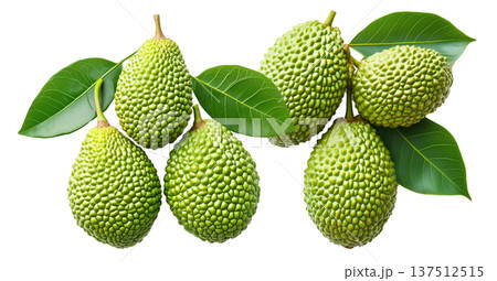 Closeup of exotic green tropical fruits Marang Fruit with bumpy skin and green leaves, isolated on white background Closeup of exotic green tropical fruits Marang Fruit with bumpy skin and green leaves, isolated on white background 137512515