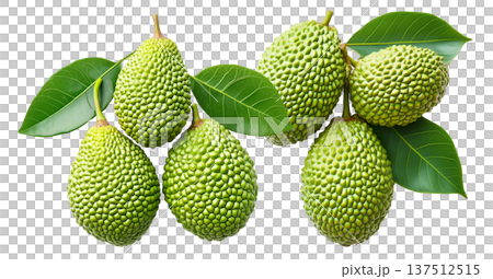 Closeup of exotic green tropical fruits Marang Fruit with bumpy skin and green leaves, isolated on white background Closeup of exotic green tropical fruits Marang Fruit with bumpy skin and green leaves, isolated on white background 137512515