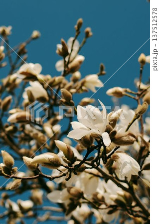 Magnolia branches covered with white blossoms and unopened buds in spring. Flowering tree against clear blue sky in Belgrade 137512578