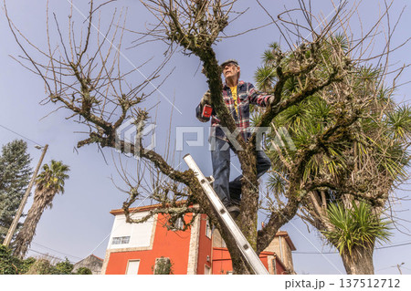 Tree pruning in garden Tree pruning in garden 137512712