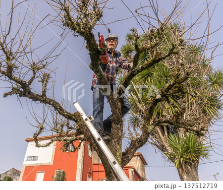 Tree pruning in garden Tree pruning in garden 137512719