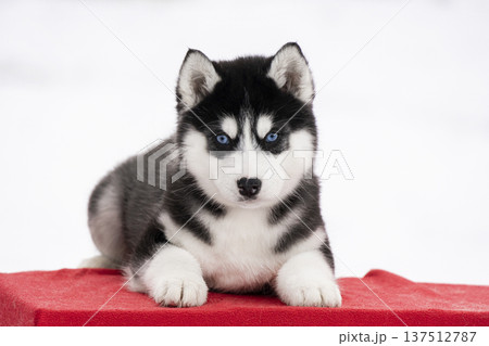An intimate look at a young Husky dog with striking blue eyes resting peacefully. The soft lighting emphasizes its fluffy fur and gentle expression. An intimate look at a young Husky dog with striking blue eyes resting peacefully. The soft lighting emphasizes its fluffy fur and gentle expression. 137512787