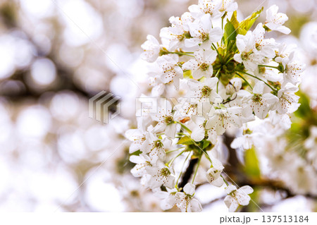 Close up of delicate white cherry blossoms on a branch with soft bokeh and blurred background. Close up of delicate white cherry blossoms on a branch with soft bokeh and blurred background. 137513184