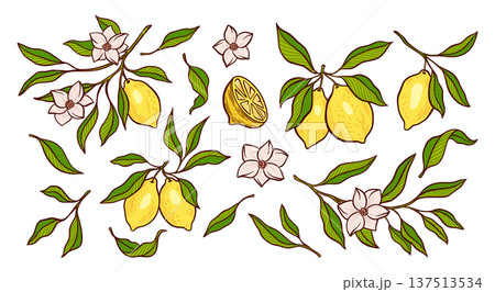 Lemon Leaves Branches Citrus Flower Blossom Vector Set Hand Drawn Botanical Summer Isolated Illustration Fresh Mediterranean Food Design, Italian Amalfi Kitchen Fruit, Lemonade or Limoncello Packaging 137513534