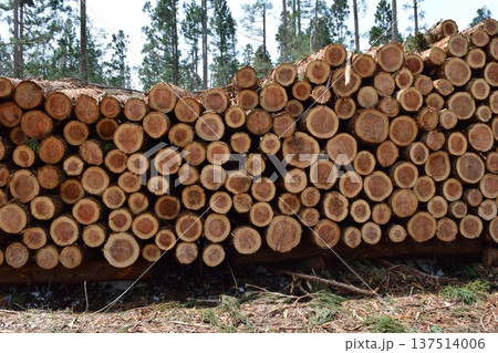 切り出された杉の丸太 山形県庄内 137514006