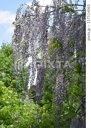 フジの花 137514063