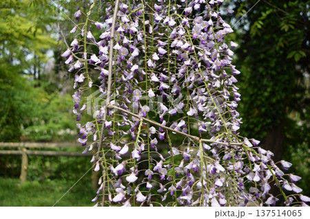 フジの花 フジの花 137514065