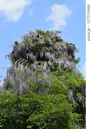 フジの花 137514066