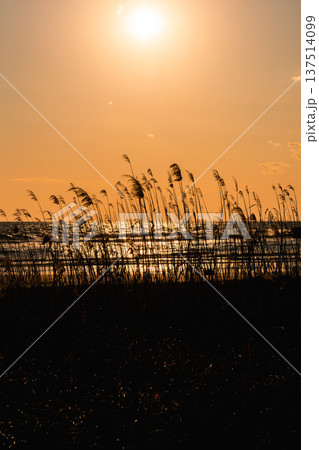 夕暮れの海岸とすすき 137514099