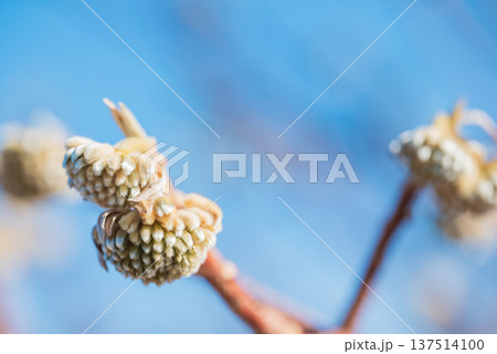 ミツマタの蕾 137514100