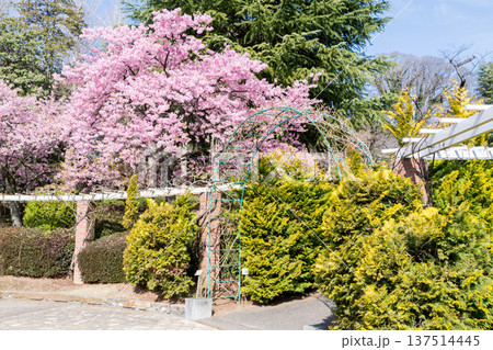 【河津桜】里見公園に咲く河津桜並木 137514445