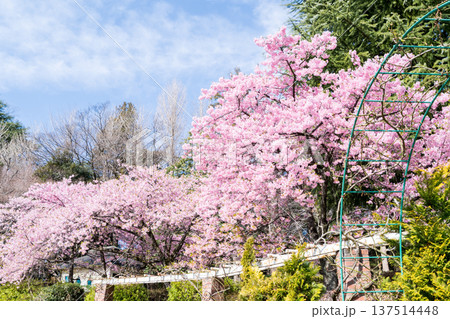 【河津桜】里見公園に咲く河津桜並木 137514448