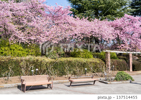 【河津桜】里見公園に咲く河津桜並木 137514455