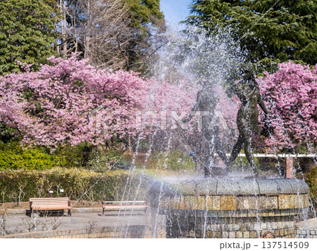 【河津桜】里見公園に咲く河津桜並木 137514509