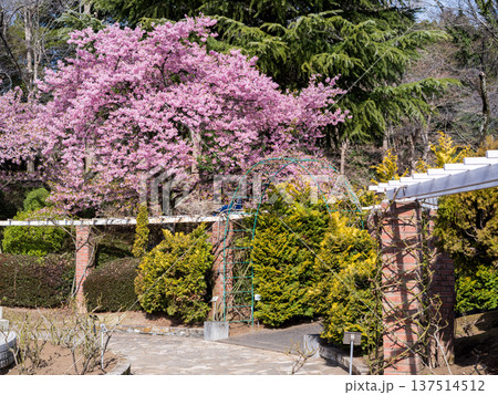 【河津桜】里見公園に咲く河津桜並木 【河津桜】里見公園に咲く河津桜並木 137514512