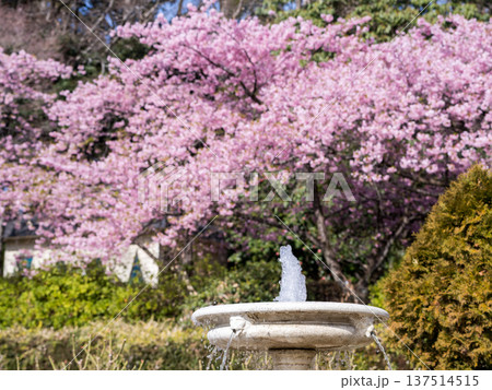 【河津桜】里見公園に咲く河津桜並木 【河津桜】里見公園に咲く河津桜並木 137514515