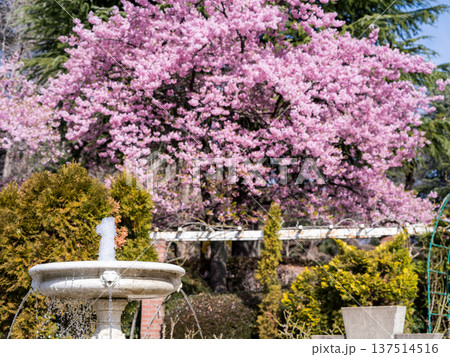 【河津桜】里見公園に咲く河津桜並木 137514516
