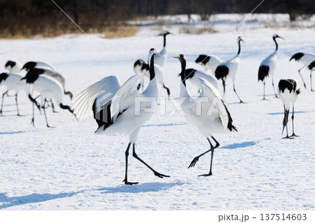鶴のダンス 137514603