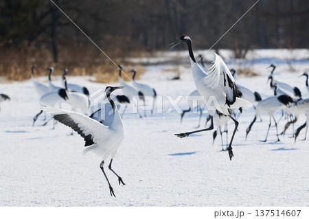 鶴のダンス 鶴のダンス 137514607