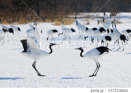 鶴のダンス 137514608