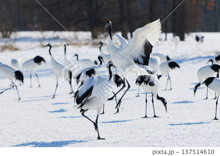 鶴のダンス 137514610
