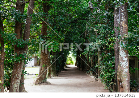 備瀬のフクギ並木 備瀬のフクギ並木 137514615