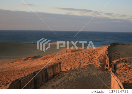 鳥取県のシンボル！特別保護地区 鳥取砂丘 137514721