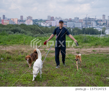 A Caucasian man walks with three dogs. Dog walker. 137514723
