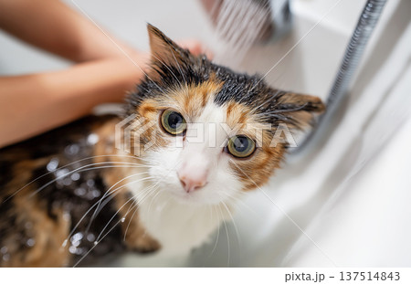Calico cat being bathed in a bathroom sink. Water droplets on wet fur highlight grooming. 137514843
