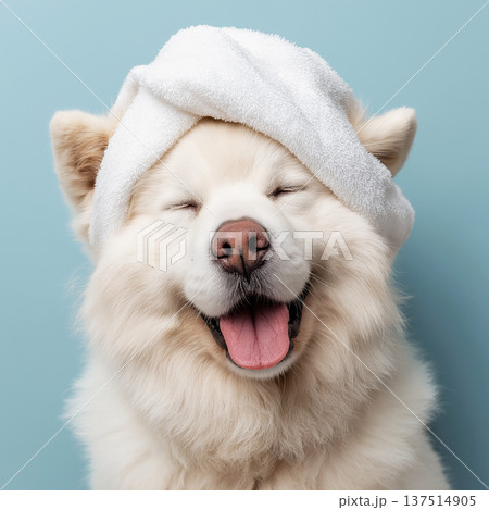 Samoyed dog with a towel on its head smiles against a blue background. A light playful moment perfect for pet care branding. 137514905