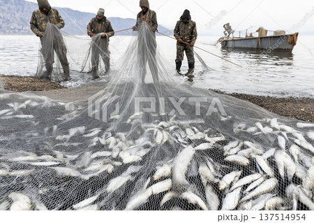 Fishermen pull a large fishing net on a rocky beach by the sea. A weathered boat rests on the calm water nearby. Fishermen pull a large fishing net on a rocky beach by the sea. A weathered boat rests on the calm water nearby. 137514954