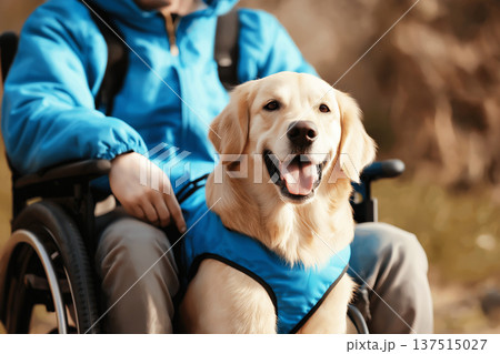 Golden retriever in blue harness sits beside a person in a wheelchair in a park. Autumn light creates a warm joyful mood. Golden retriever in blue harness sits beside a person in a wheelchair in a park. Autumn light creates a warm joyful mood. 137515027