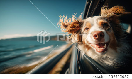 Australian Shepherd hangs out of a car window along a coastal road. Wind in its ears and a big grin capture the joyful ride. 137515087