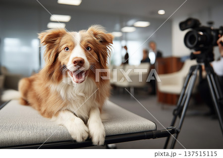 Border Collie smiles as it sits on a bench in a conference room. A professional camera and tripod are visible in the background. 137515115