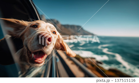 Golden retriever hangs head out of car window along a coastal road by the sea. Sunlit sea and cliffs frame a carefree road trip moment. Golden retriever hangs head out of car window along a coastal road by the sea. Sunlit sea and cliffs frame a carefree road trip moment. 137515116