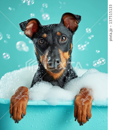 Miniature pinscher bathes in a bathtub with bubbles in a turquoise bathroom. Bright lighting highlights the wet fur and bubbles. Miniature pinscher bathes in a bathtub with bubbles in a turquoise bathroom. Bright lighting highlights the wet fur and bubbles. 137515133