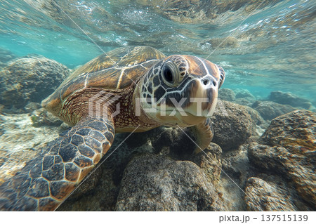 Sea turtle glides over a rocky coral reef underwater. Sunlight sparkles on the shell and turquoise water surrounds the scene. Sea turtle glides over a rocky coral reef underwater. Sunlight sparkles on the shell and turquoise water surrounds the scene. 137515139